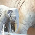 sculpture-enlargement-elephant-info-tmb