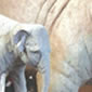 sculpture-enlargement-elephant